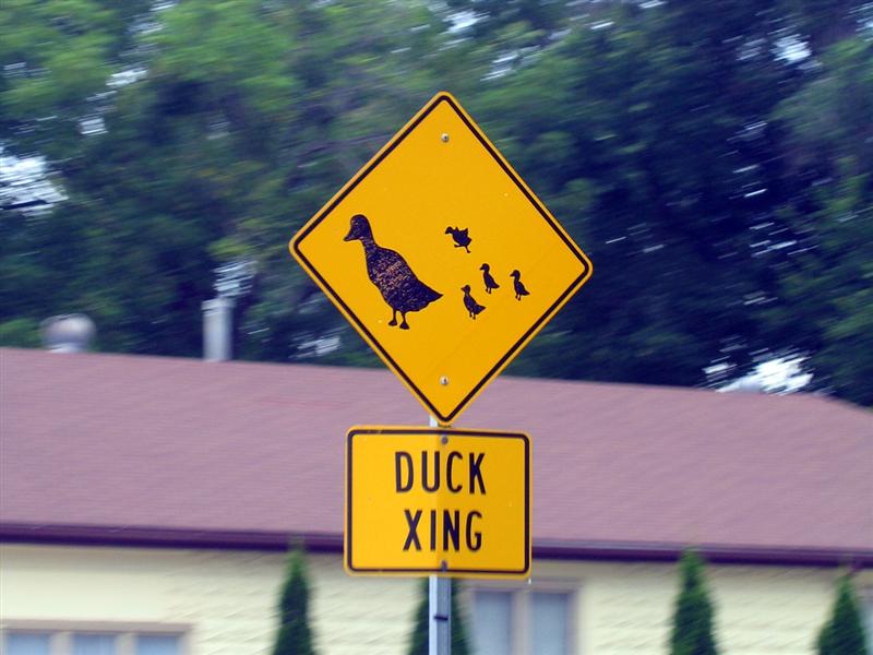 "Duck crossing (with graphic)