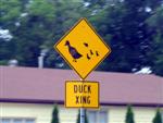 "Duck crossing (with graphic)